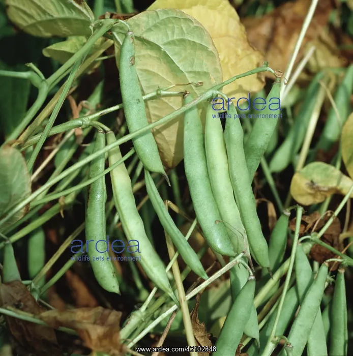 : Haricot bean pods variety Albion : Haricot bean pods variety Albion