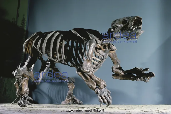 : Harlan Ground Sloth : Harlan Ground Sloth
