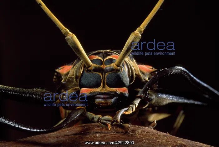 : Harlequin Beetle - close-up : Harlequin Beetle - close-up