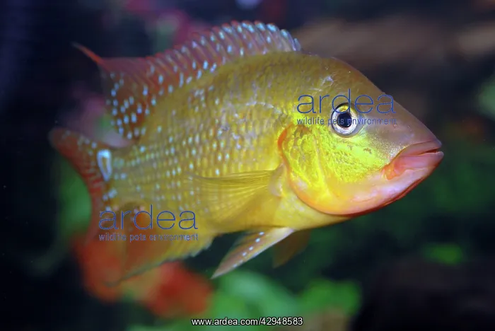 : Harlequin Cichlid : Harlequin Cichlid
