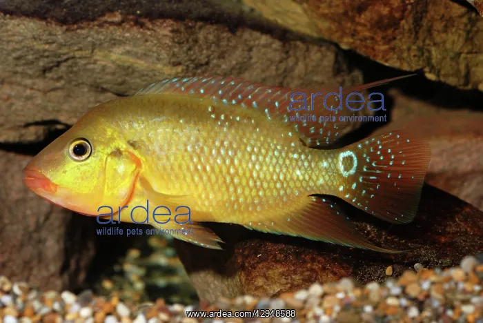 : Harlequin Cichlid : Harlequin Cichlid