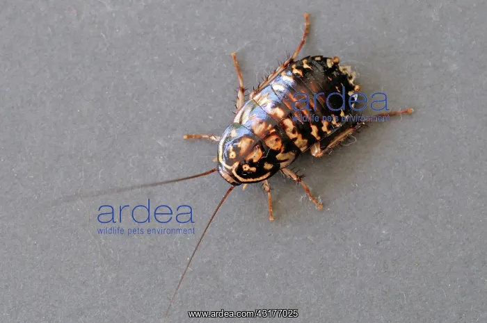 : Harlequin cockroach : Harlequin cockroach
