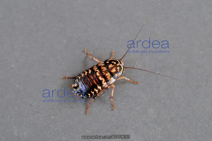 : Harlequin cockroach : Harlequin cockroach
