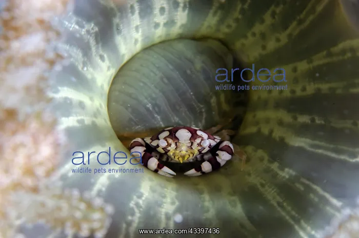 : Harlequin Crab in Branching Anemone : Harlequin Crab in Branching Anemone