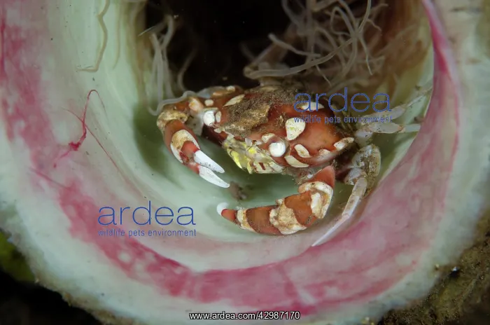 : Harlequin Crab - inside Tube Anemone, Cerianthus : Harlequin Crab - inside Tube Anemone, Cerianthus