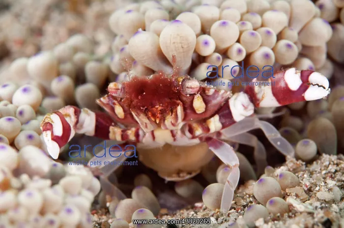 : Harlequin Crab - near Anemone (Heteractis malu) : Harlequin Crab - near Anemone (Heteractis malu)