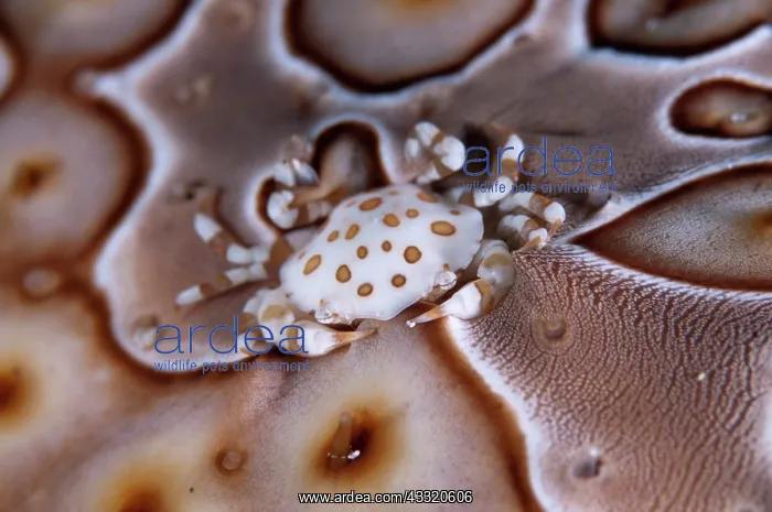 : Harlequin Crab - on Sea Cucumber (Bohadschia sp.) : Harlequin Crab - on Sea Cucumber (Bohadschia sp.)