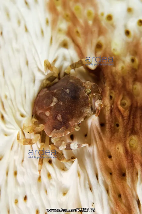 : Harlequin Crab - on Sea Cucumber on night dive : Harlequin Crab - on Sea Cucumber on night dive
