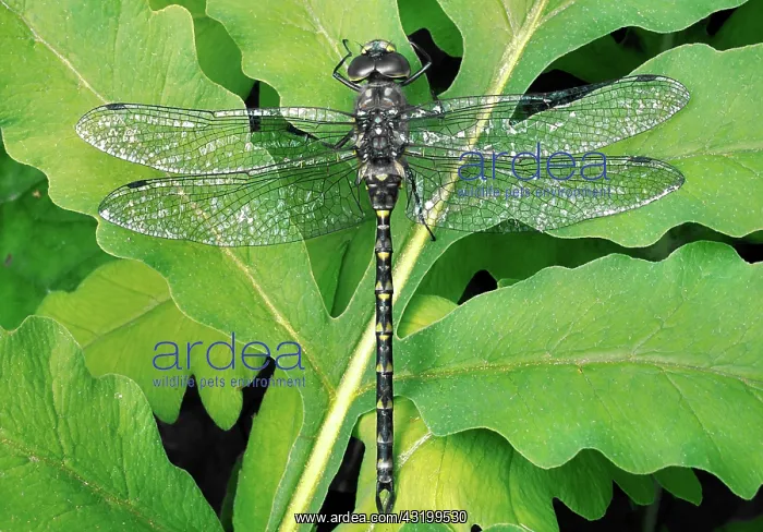 : Harlequin Darner Dragonfly : Harlequin Darner Dragonfly