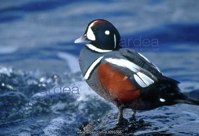 : Harlequin Drake : Harlequin Drake