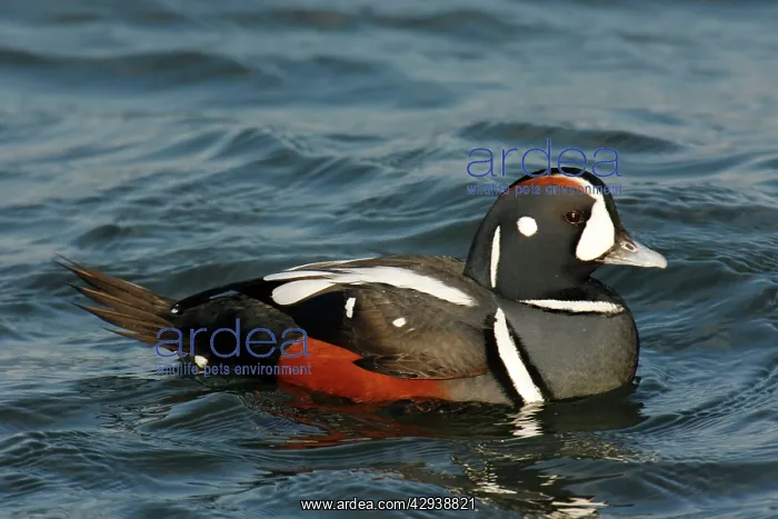 : Harlequin Duck : Harlequin Duck