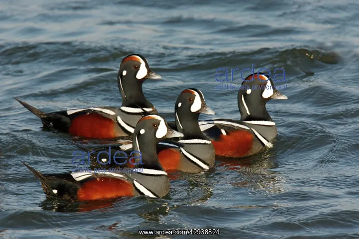: Harlequin Duck : Harlequin Duck
