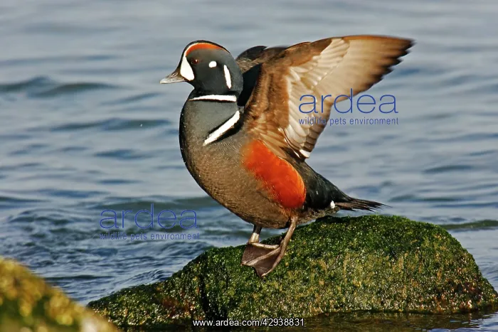 : Harlequin Duck : Harlequin Duck