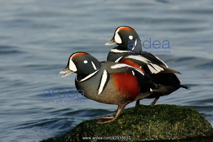 : Harlequin Duck : Harlequin Duck