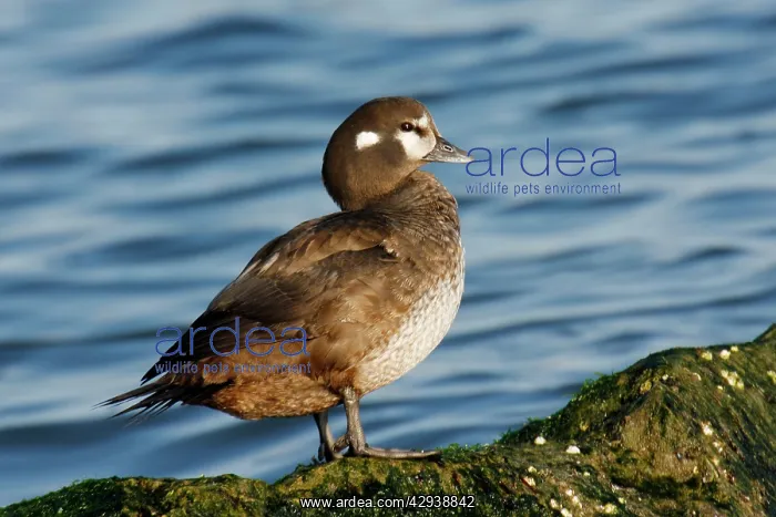: Harlequin Duck : Harlequin Duck