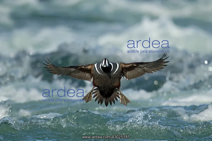 : Harlequin Duck : Harlequin Duck