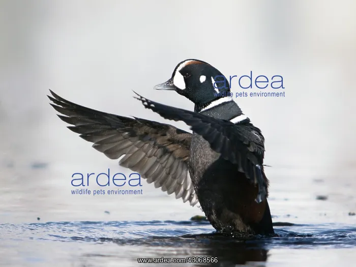 : Harlequin Duck : Harlequin Duck