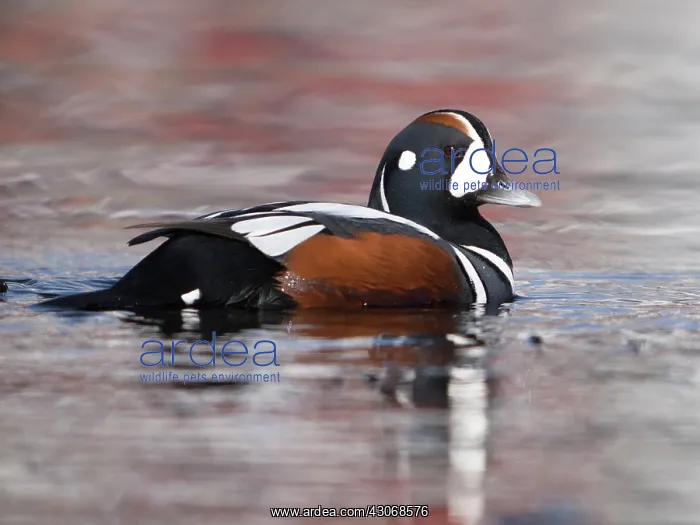 : Harlequin Duck : Harlequin Duck