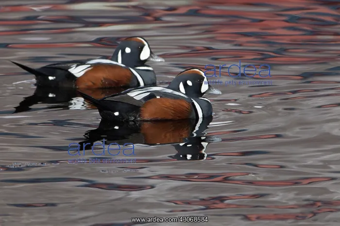 : Harlequin Duck : Harlequin Duck