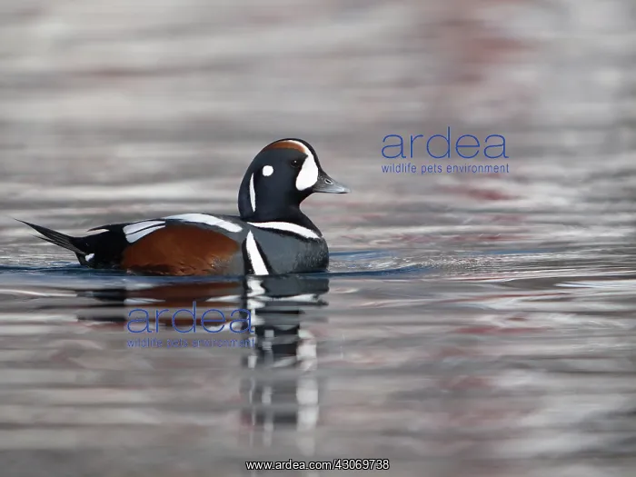 : Harlequin Duck : Harlequin Duck