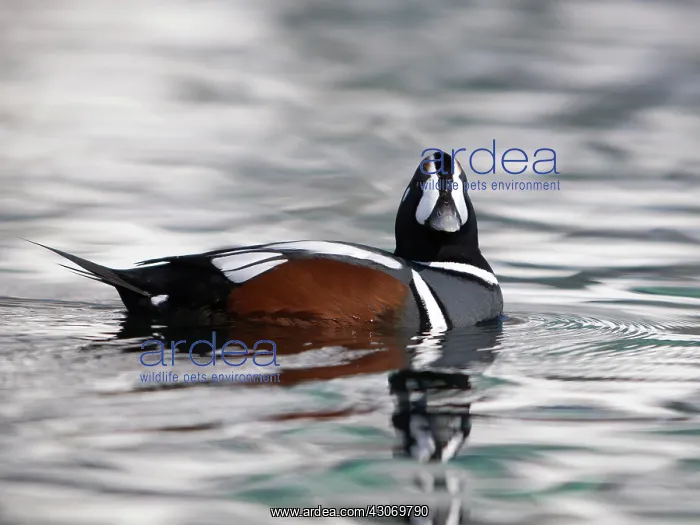 : Harlequin Duck : Harlequin Duck