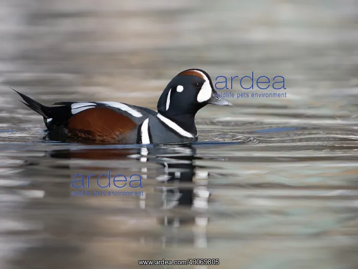: Harlequin Duck : Harlequin Duck
