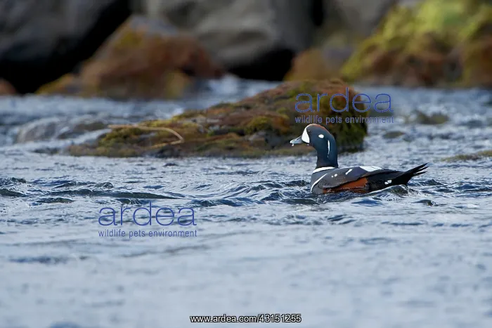 : Harlequin Duck : Harlequin Duck