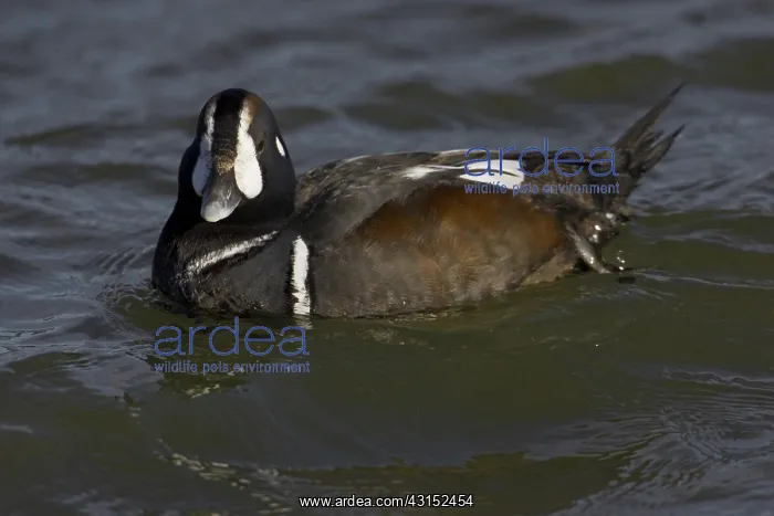 : Harlequin Duck : Harlequin Duck