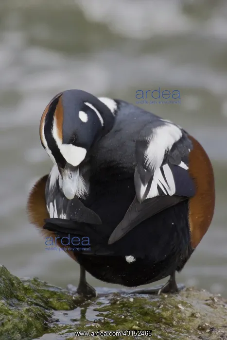 : Harlequin Duck : Harlequin Duck