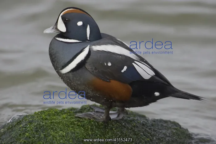 : Harlequin Duck : Harlequin Duck