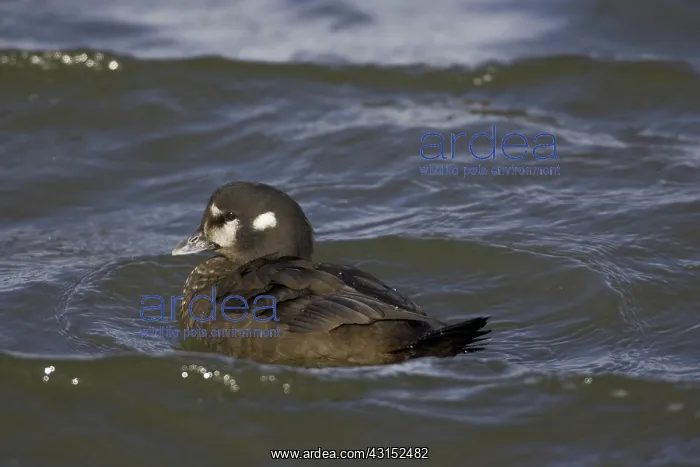 : Harlequin Duck : Harlequin Duck