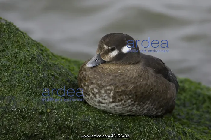 : Harlequin Duck : Harlequin Duck