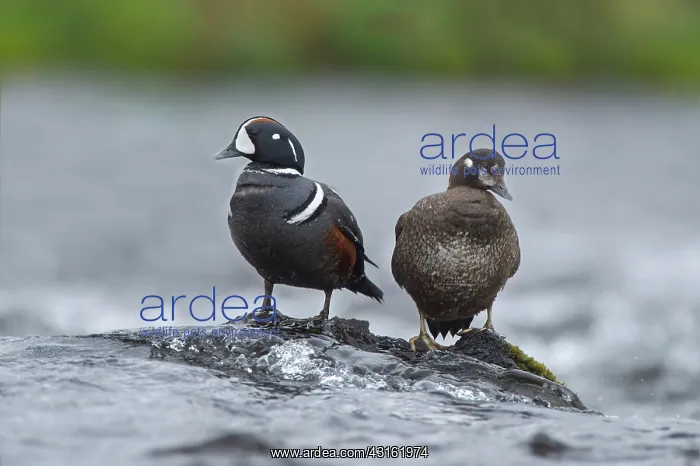  : Harlequin Duck