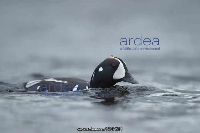 : Harlequin Duck : Harlequin Duck