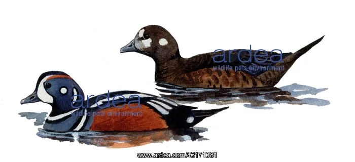 : Harlequin Duck : Harlequin Duck