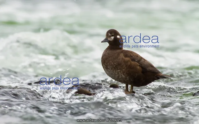 : Harlequin Duck : Harlequin Duck
