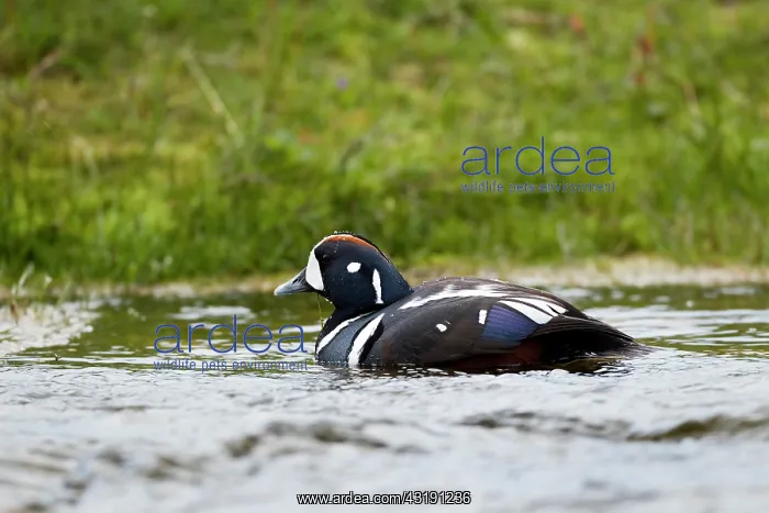 : Harlequin Duck : Harlequin Duck