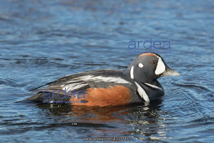 : Harlequin Duck - adult drake - Iceland : Harlequin Duck - adult drake - Iceland