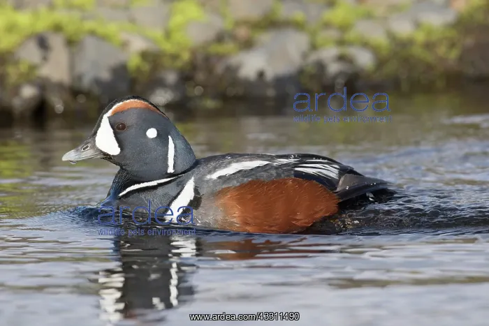 : Harlequin Duck - adult drake - Iceland : Harlequin Duck - adult drake - Iceland