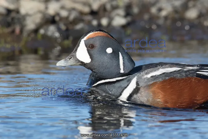 : Harlequin Duck - adult drake - Iceland : Harlequin Duck - adult drake - Iceland