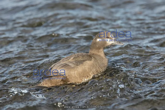 : Harlequin Duck - adult female - Iceland : Harlequin Duck - adult female - Iceland