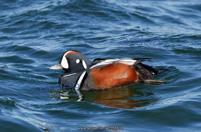 : Harlequin Duck - adult male in winter : Harlequin Duck - adult male in winter