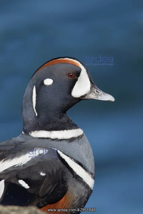 : Harlequin Duck - adult male in winter : Harlequin Duck - adult male in winter