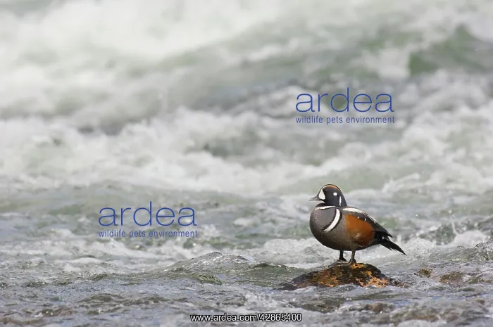 : Harlequin Duck - Drake on fast flowing mountain stream : Harlequin Duck - Drake on fast flowing mountain stream
