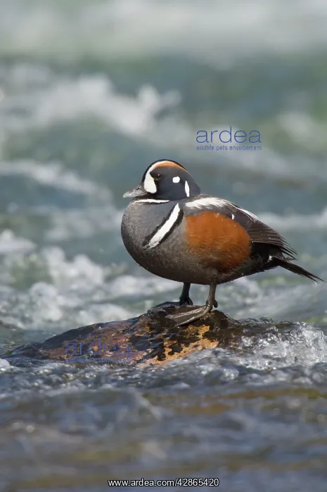 : Harlequin Duck - Drake by fast flowing mountain stream : Harlequin Duck - Drake by fast flowing mountain stream