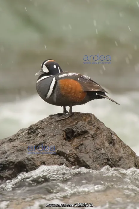 : Harlequin Duck - Drake by fast flowing mountain stream : Harlequin Duck - Drake by fast flowing mountain stream