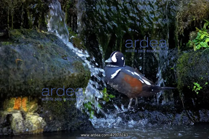: Harlequin Duck - Drake feeding around waterfall : Harlequin Duck - Drake feeding around waterfall