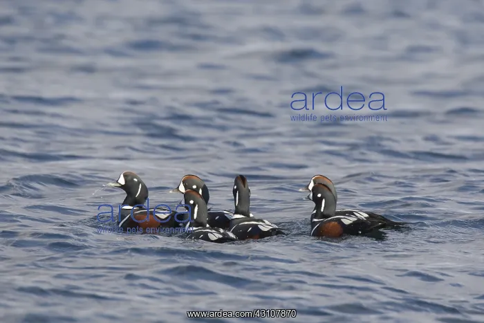  : Harlequin Duck - drakes - Iceland