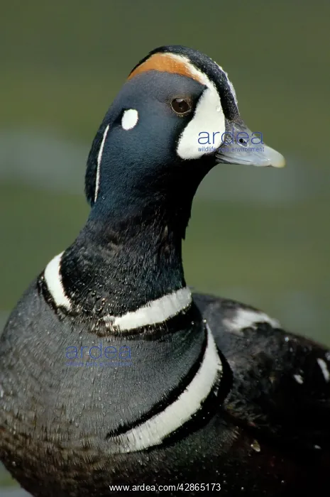 : Harlequin Duck - By fast flowing mountain stream : Harlequin Duck - By fast flowing mountain stream