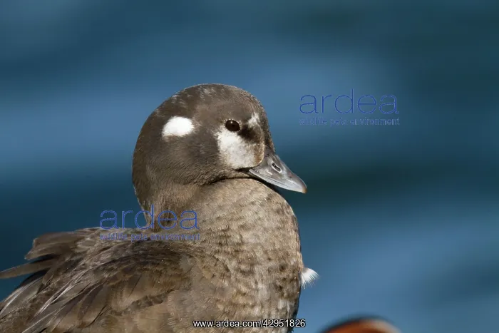 : Harlequin Duck - female in winter : Harlequin Duck - female in winter